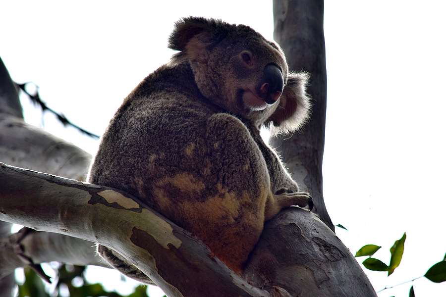 Science of saving cuddly koala bears