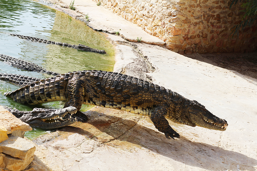 Why have crocodiles survived so long