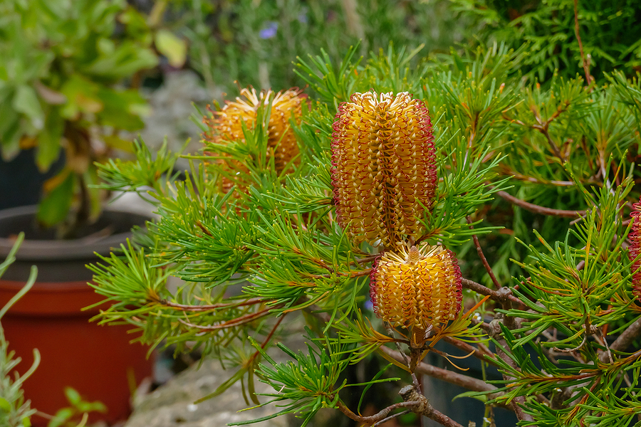 Banksia