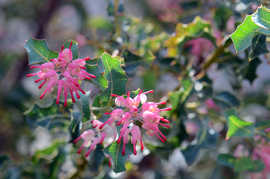 Grevillea