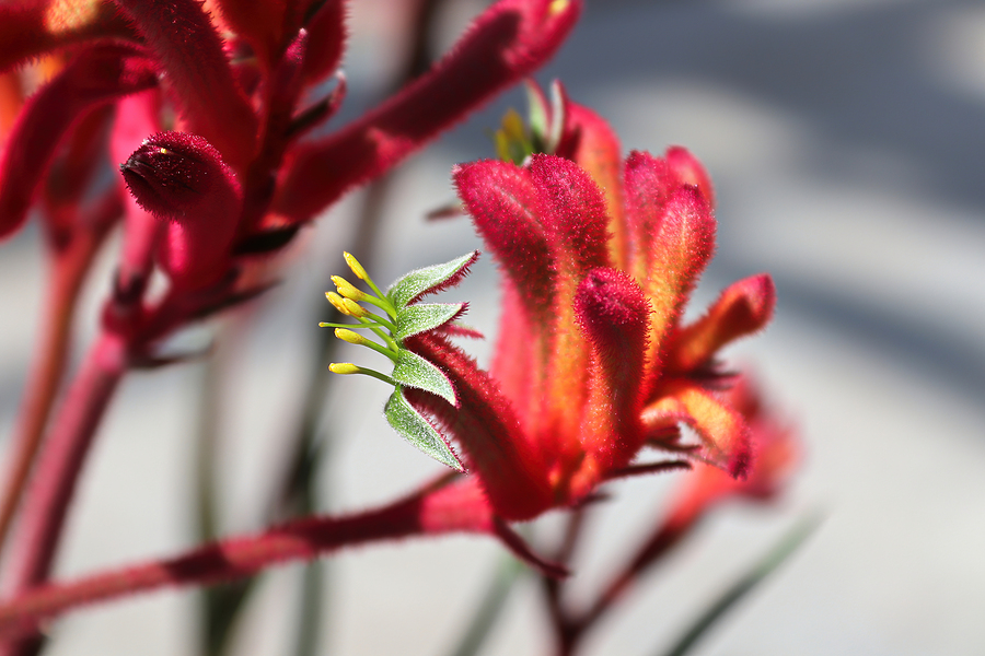 Kangaroo Paws