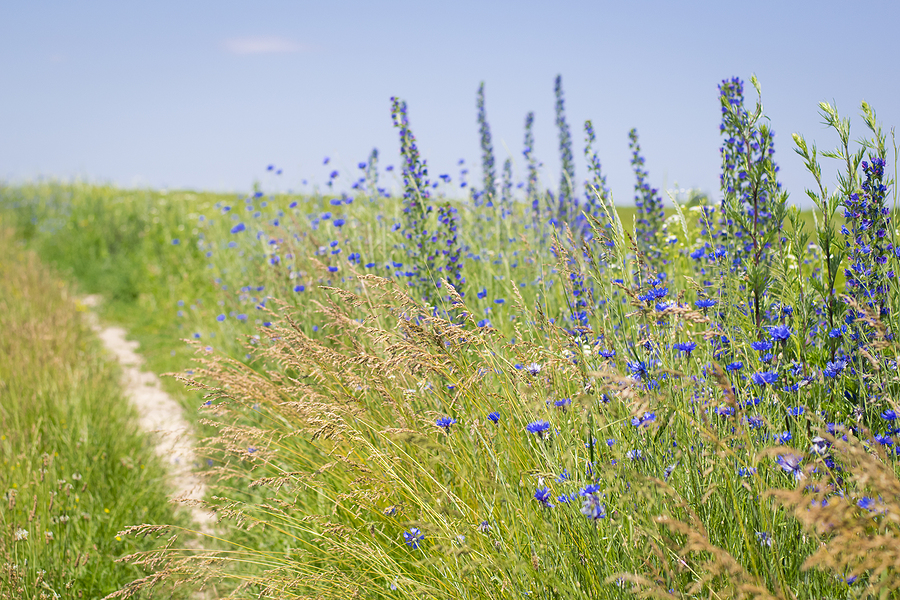 5 Types Of Australiana Flowers That’ll Make You Swoon