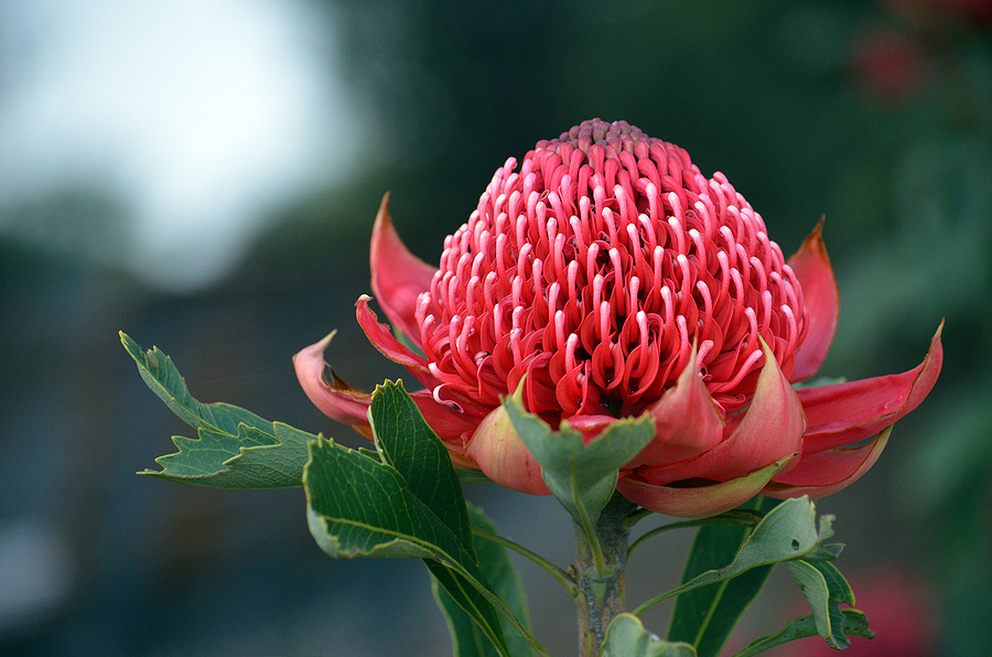 Waratah